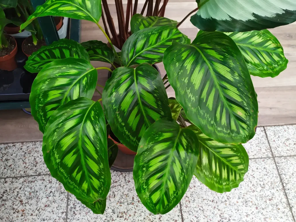 Eine Calathea mit hellgrünen und handflächengroßen Blättern
