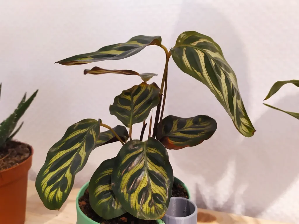 Eine Calathea, welche die Blätter hängen lässt.