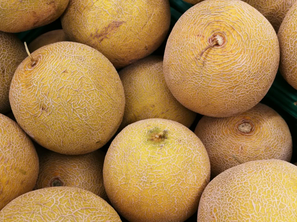 Melonen Blätter gelb, braun oder vertrocknet - so solltest du jetzt handeln