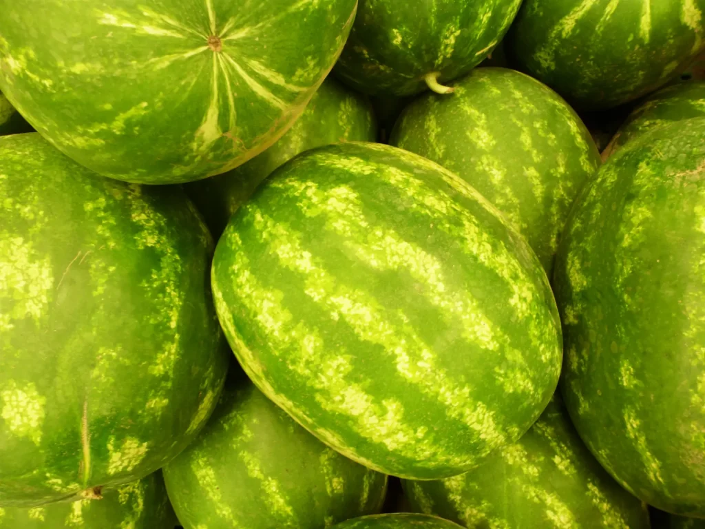 Melonen Blätter gelb, braun oder vertrocknet - so solltest du jetzt handeln
