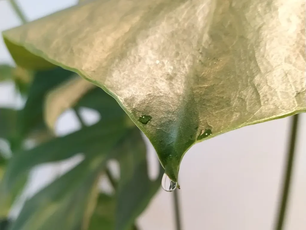 Eine Blattspitze der Monstera Deliciosa. Auf der Blattspitze ist ein Guttationstropfen zu erkennen.