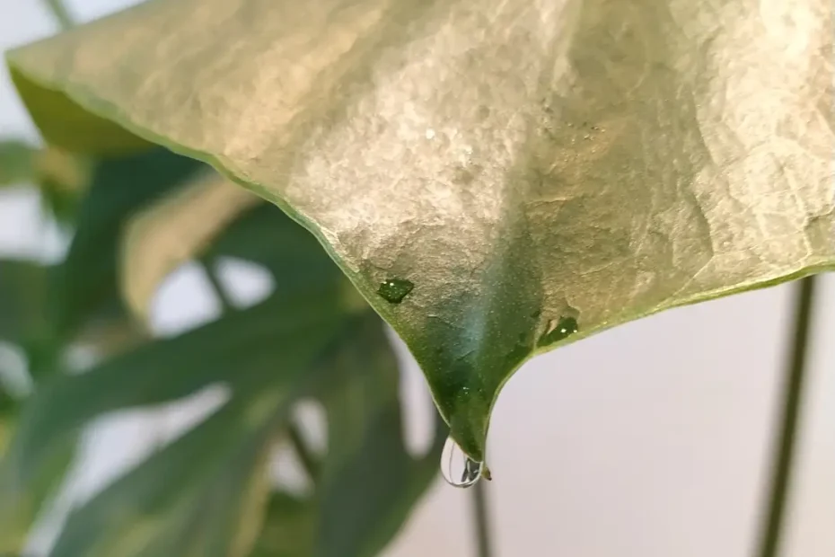 Eine Blattspitze der Monstera Deliciosa. Auf der Blattspitze ist ein Guttationstropfen zu erkennen.