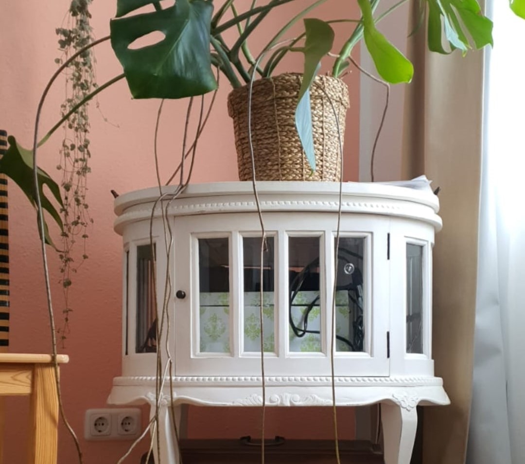 Monstera Luftwurzeln - Abschneiden oder doch in die Erde?