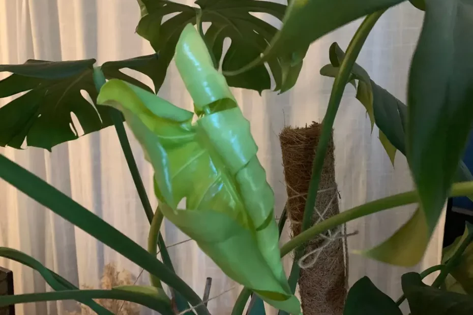 Monstera Blätter hängen oder rollen sich ein