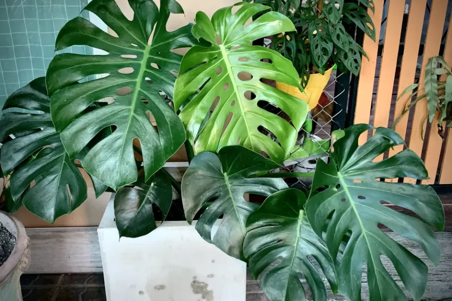 Monstera Pflege: Alles wichtige auf einen Blick