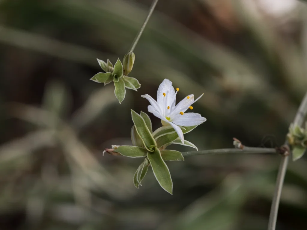 Grünlilie: Tipps zur Blüte, lieber abschneiden?