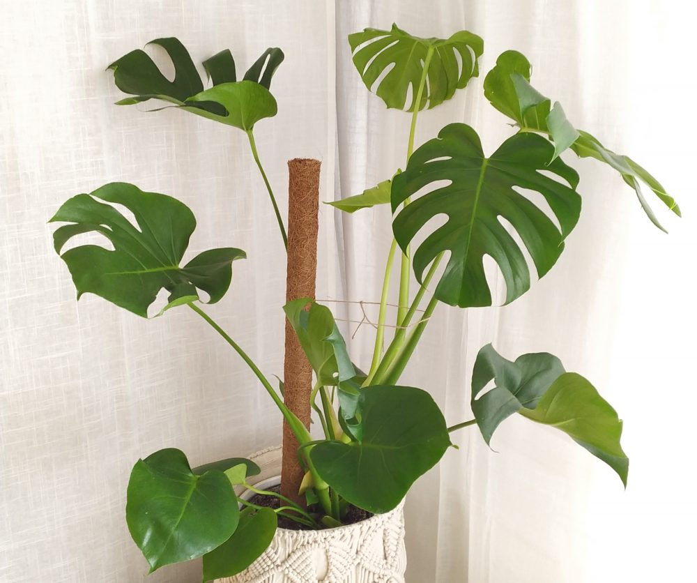 🌿Sind die Preise für eine Monstera gerechtfertigt?🌿