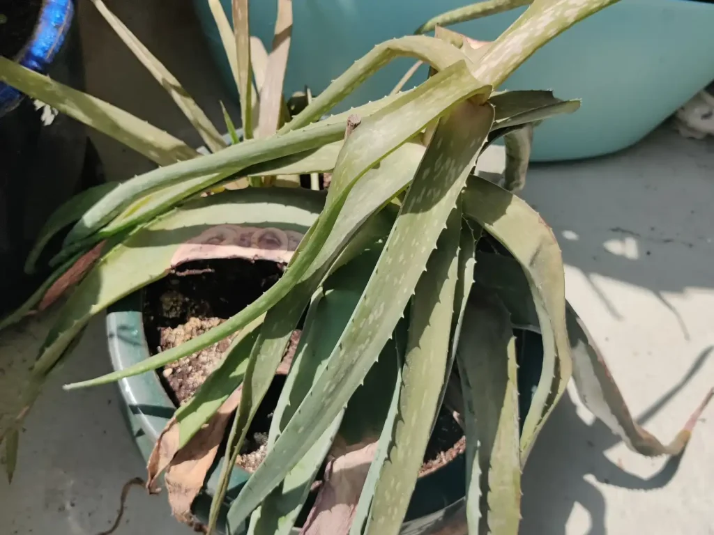 Aloe Vera - Unsere Beiträge