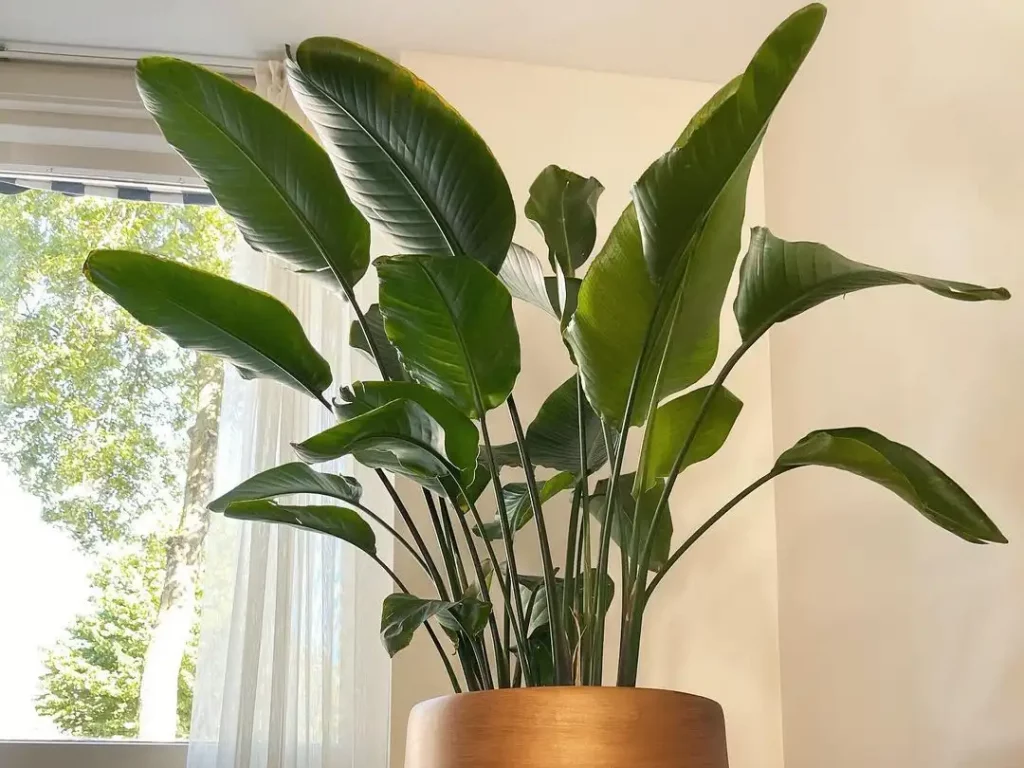 Strelitzie Pflege: Standort, gießen, düngen, schneiden