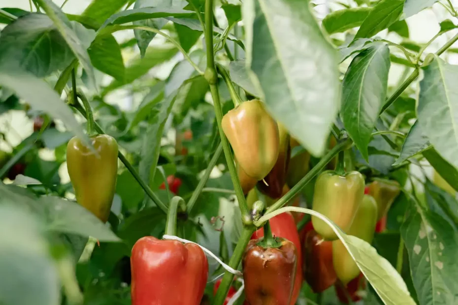 Paprika Blatt- und Fruchtprobleme - Gesundheit fördern
