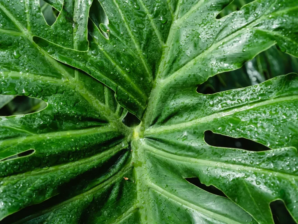 Philodendron vermehren - Stecklinge & Ableger