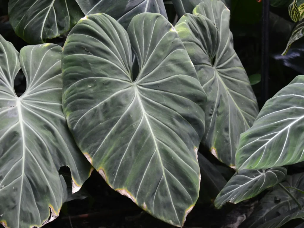 Philodendron - Gelbe, Braune, Hängende Blätter & mehr