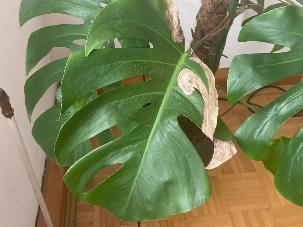 Monstera Braune Blätter, Flecken oder Blattspitzen