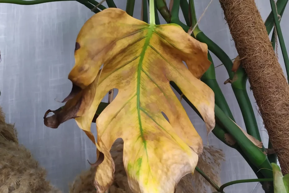 Ein Monstera Blatt, welches sich vollständig gelb gefärbt hat.