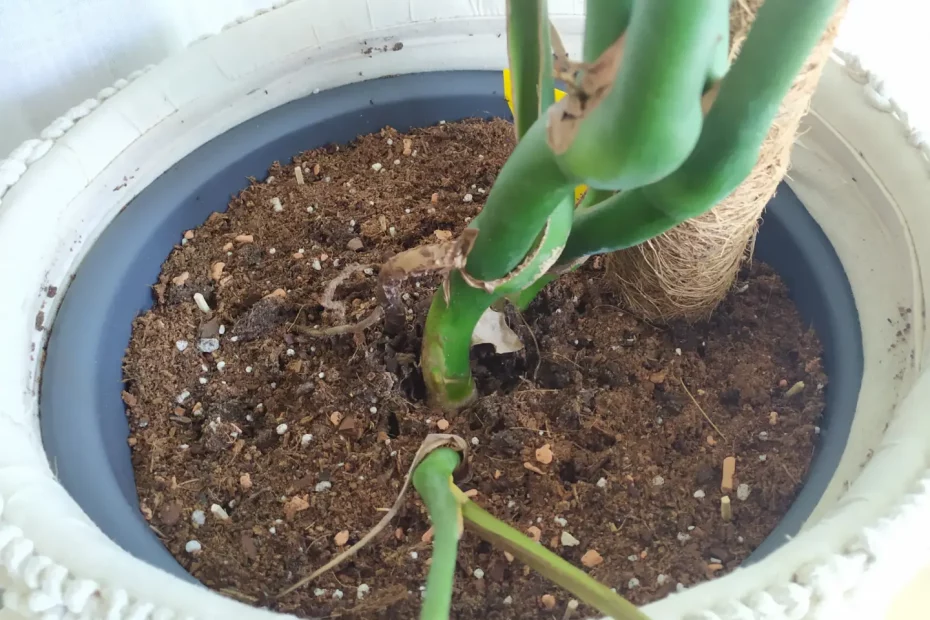 Monstera umtopfen in die richtige Erde