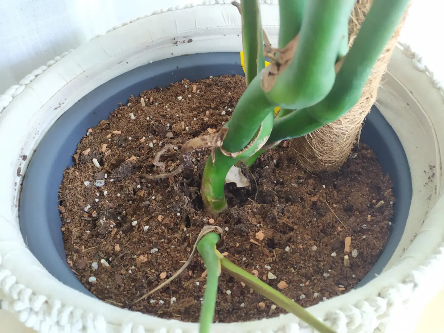 Monstera umtopfen in die richtige Erde