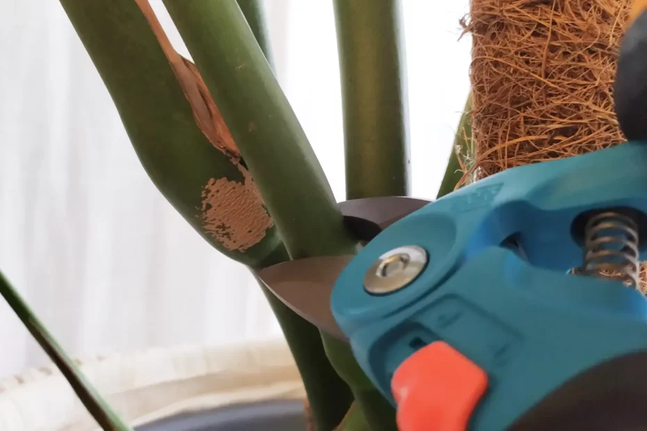 Ein Blatt der Monstera, welches mit einer Gartenschere abgeschnitten wird.