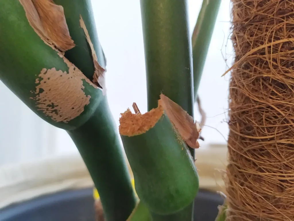 Ein abgeschnittenes Monstera Blatt mit Zimt auf der Schnitstelle