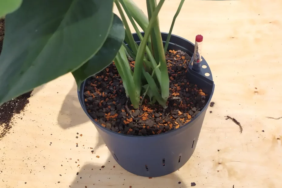 Eine Monstera Deliciosa, welche als Hydrokultur in mineralisches Substrat umgepflanzt wurde