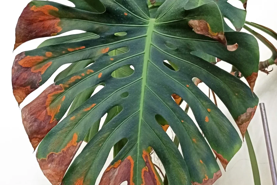 Ein großes Monsterablatt, welches von einem Pilz befallen ist