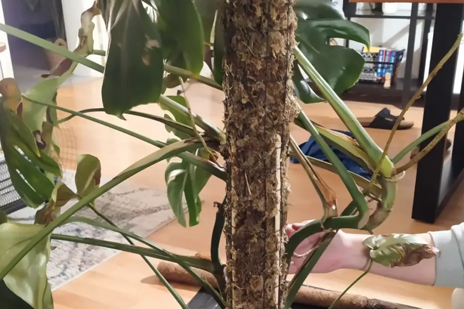 Eine Monstera Deliciosa, welche an einem selbstgebauten Moosstab befestigt wurde. Der Moosstab dient als Rankhilfe.