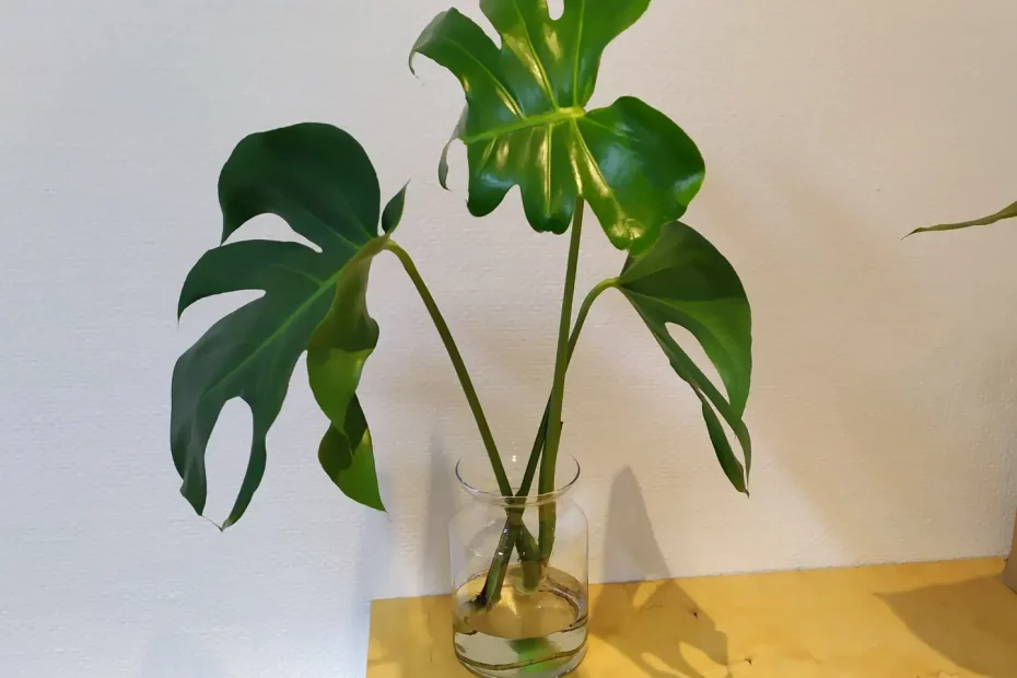 Zwei Ableger der Monstera, welche in einem Wasserglas wurzeln