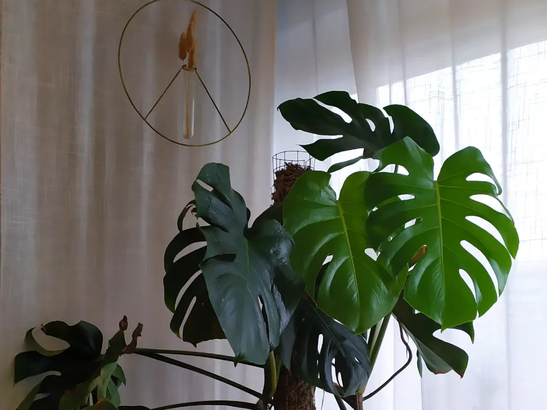 Monstera Schdlinge - Thripse, Luse, Spinnmilben & co.