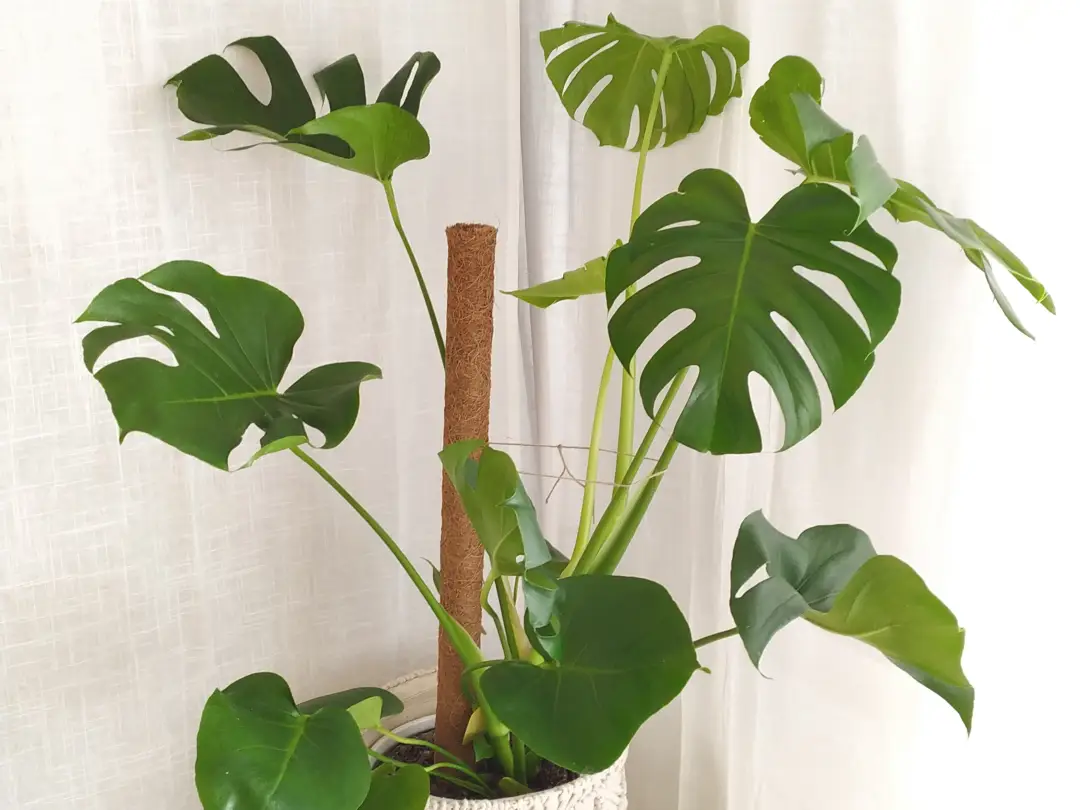 Eine 4 Jahre alte Monstera Deliciosa mit 7 großen Blättern