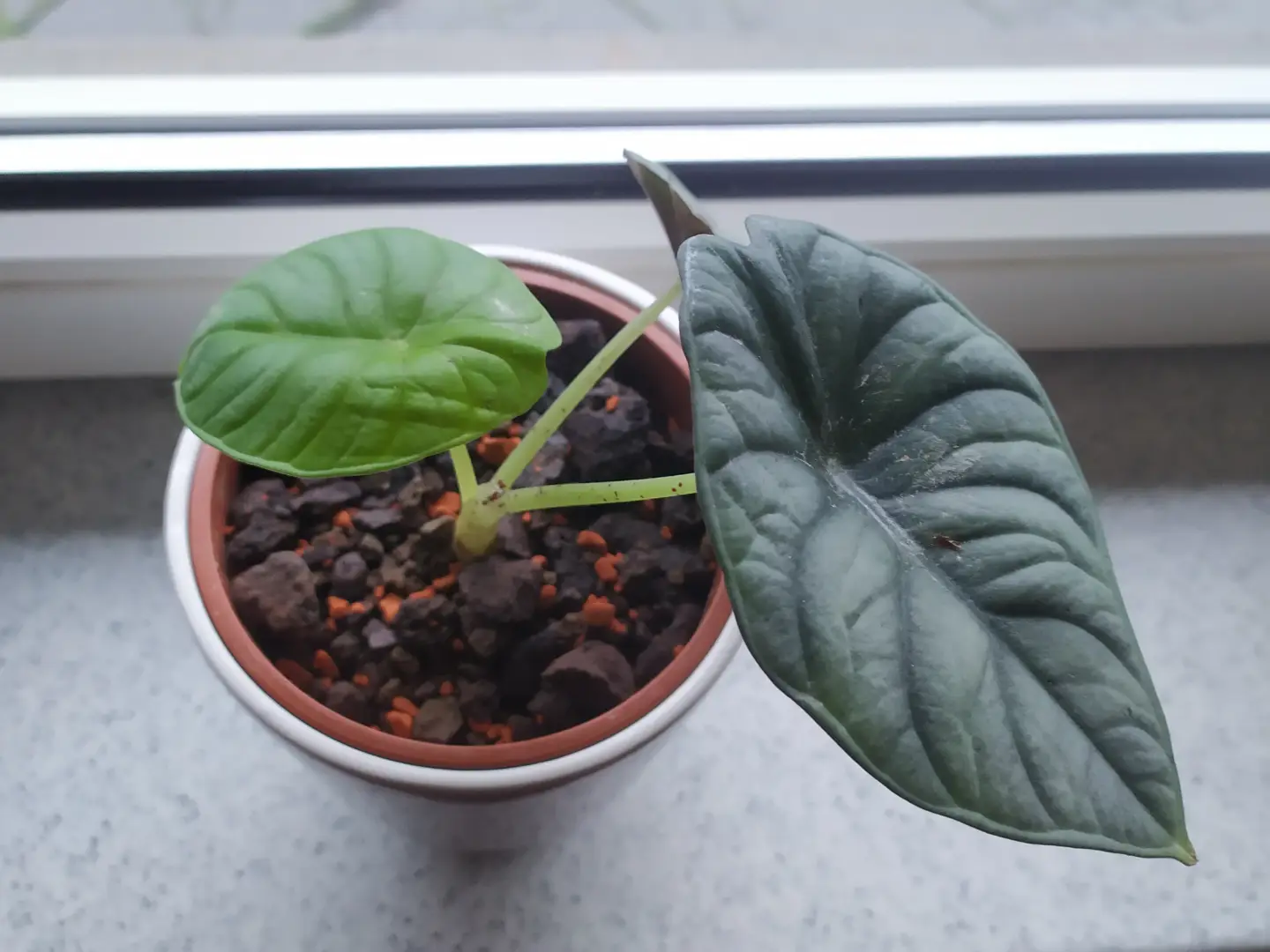 Eine Alocasia in einer Hydrokultur. Das mineralisches Substrat besteht aus Lavagranulat und feinem Tongranulat