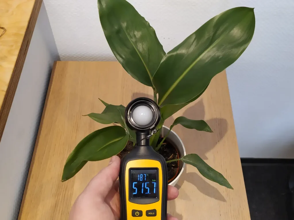 Ein Luxmesser, welche für die Standortwahl einer Strelitzie genutzt wird