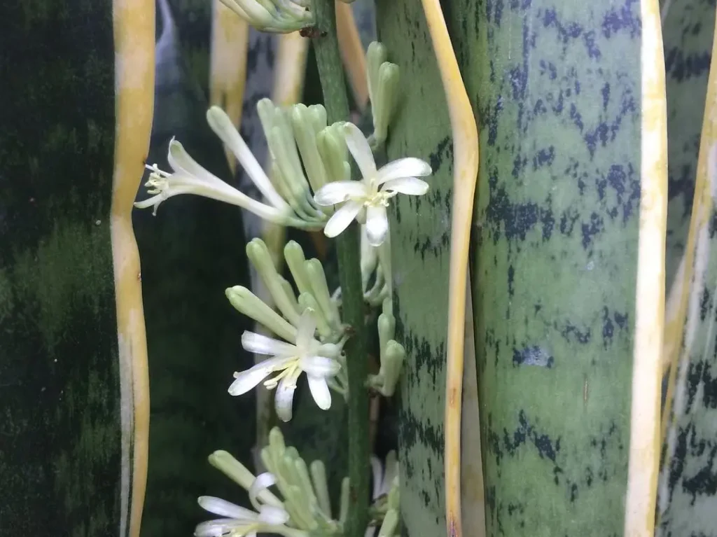 Bogenhanf (Sansevieria) Blüte - So regst du sie an