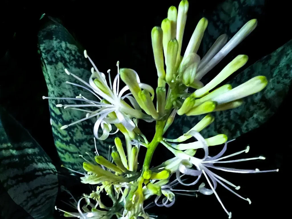 Eine Nahaufnahme der Bogenhanf Blüte. Zu sehen sind viele weiße Blütenblätter