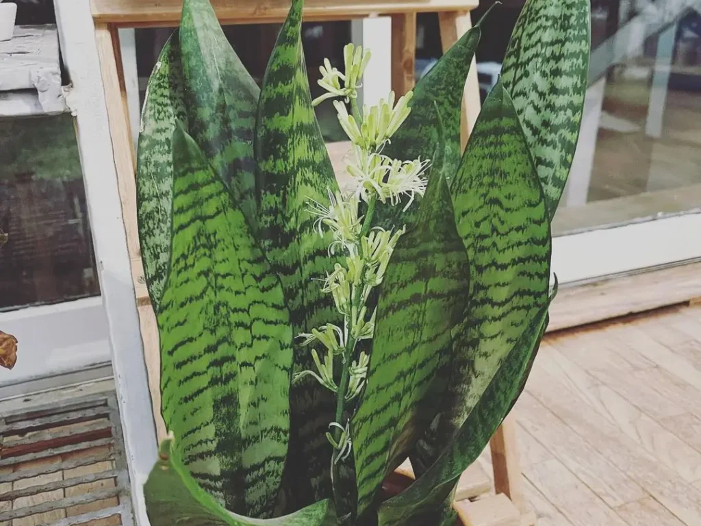 Bogenhanf (Sansevieria) Blüte - So regst du sie an
