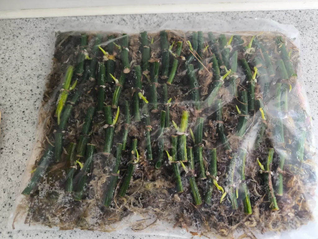 Efeutute vermehren: Ableger & Stecklinge für neues Wachstum