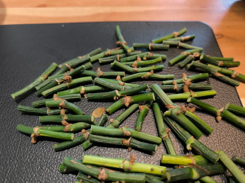 Efeutute vermehren: Ableger & Stecklinge für neues Wachstum