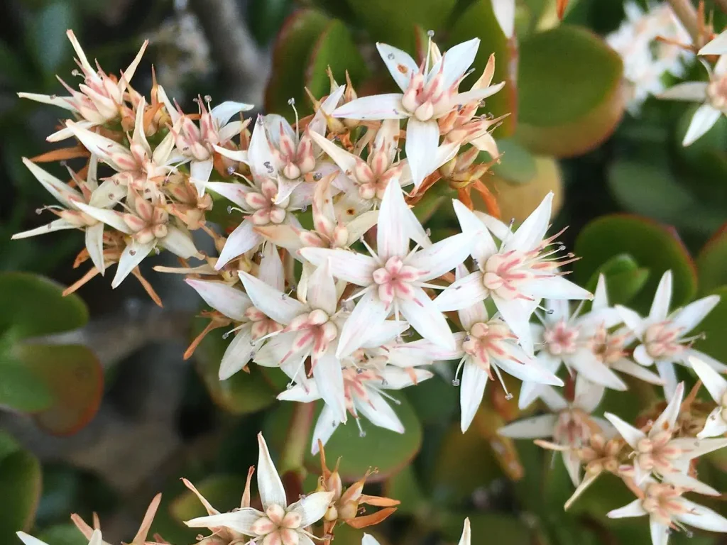 Eine Nahaufnahme von viele offenen Blüten des Geldbaums. Die Kelchblätter sind weiß