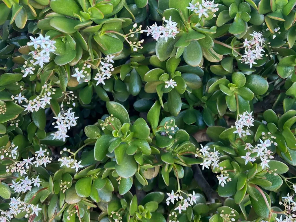 Ein Geldbaum mit viele weißen Blüten und kräftig grünen Blättern
