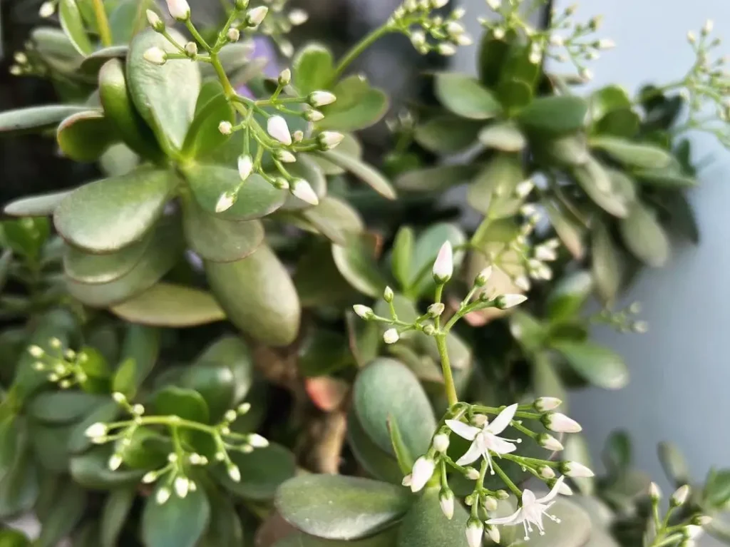 Ein Geldbaum im Topf, mit vielen geschlossenen Blüten