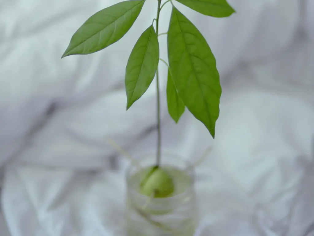 Eine gekeimte Avocadopflanze.