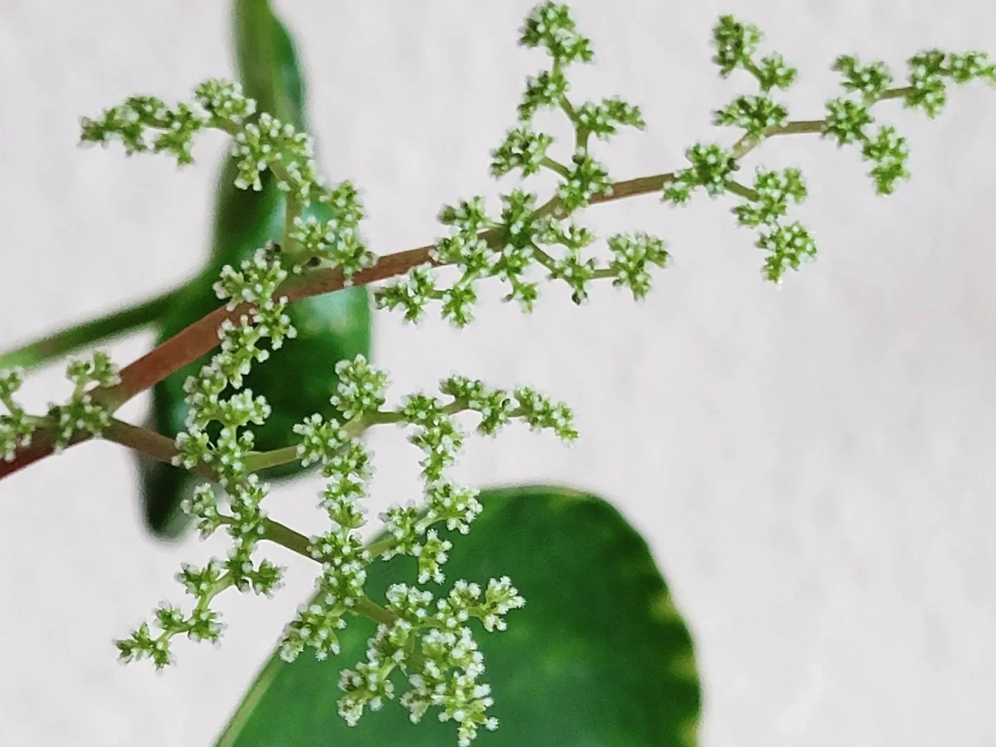 pilea-bl-te-so-sieht-sie-aus-so-regst-du-sie-an