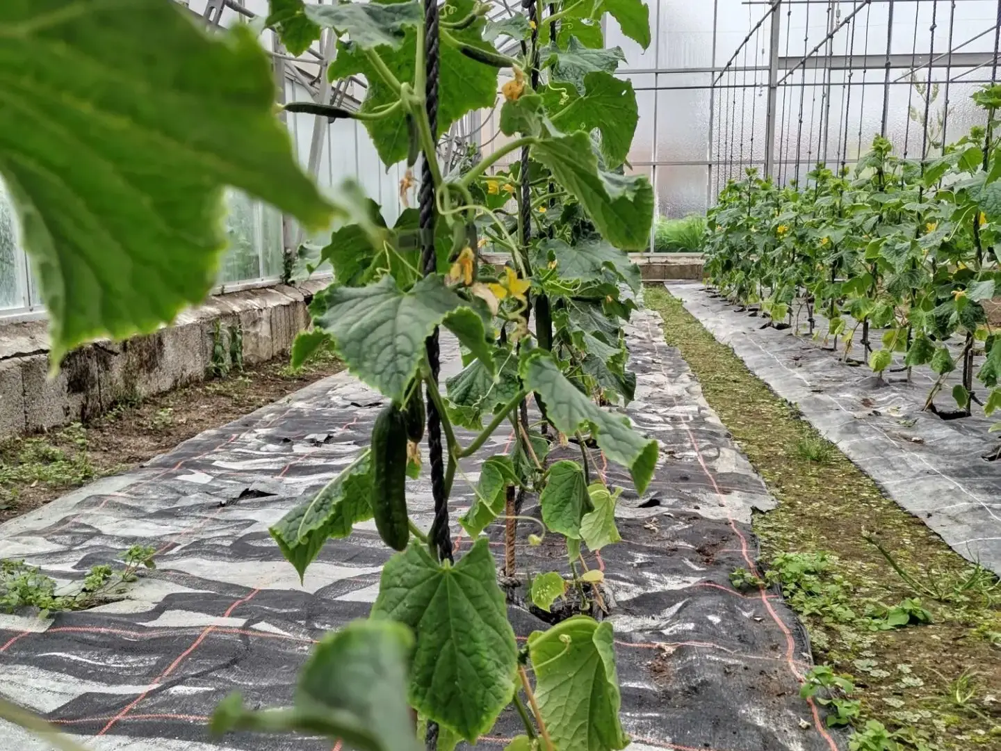 Gurken im Gewächshaus Anbauen - inkl. Rankhilfen
