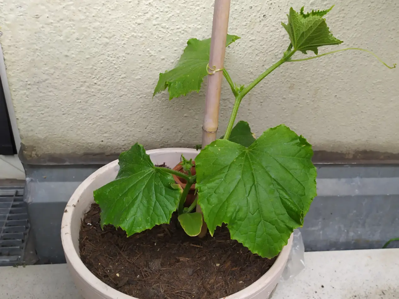Gurken pflanzen im Topf & auf dem Balkon - Ertrag steigern