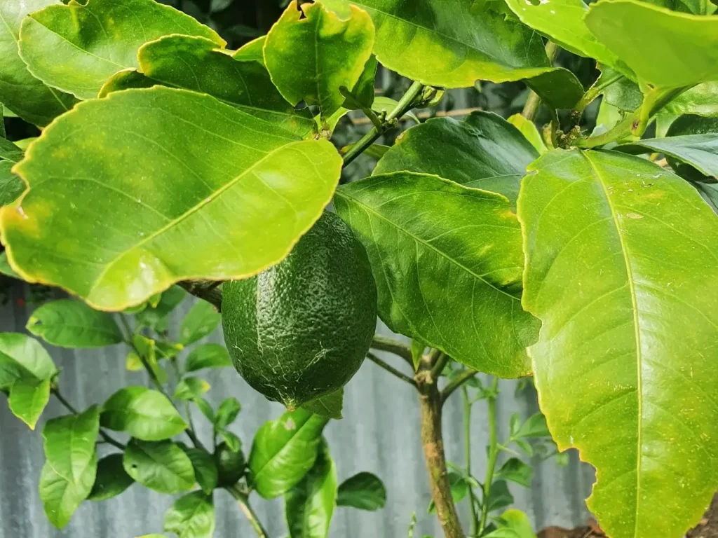 Zitronenbaum schneiden und neues Wachstum fördern