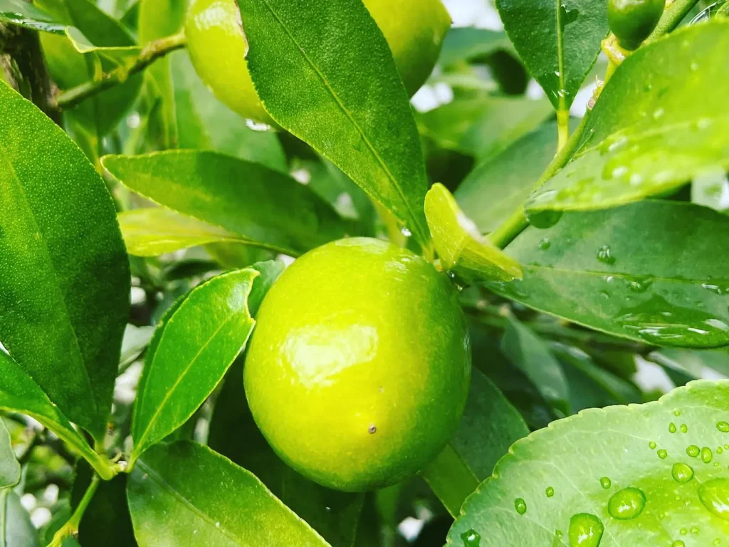 Zitronenbaum über Stecklinge vermehren: So wird´s gemacht