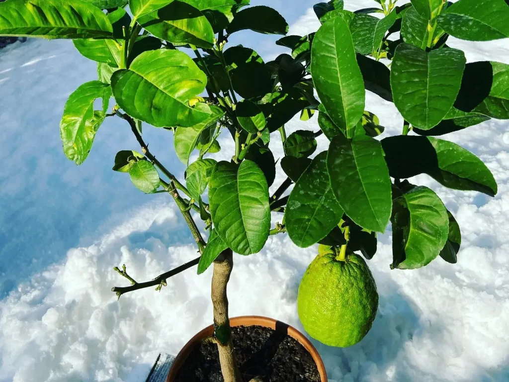 Zitronenbaum überwintern - Garage, Balkon oder Wohnung?