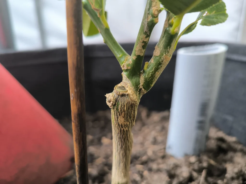 Meistere die Zitronenbaum-Veredelung: Schritt für Schritt