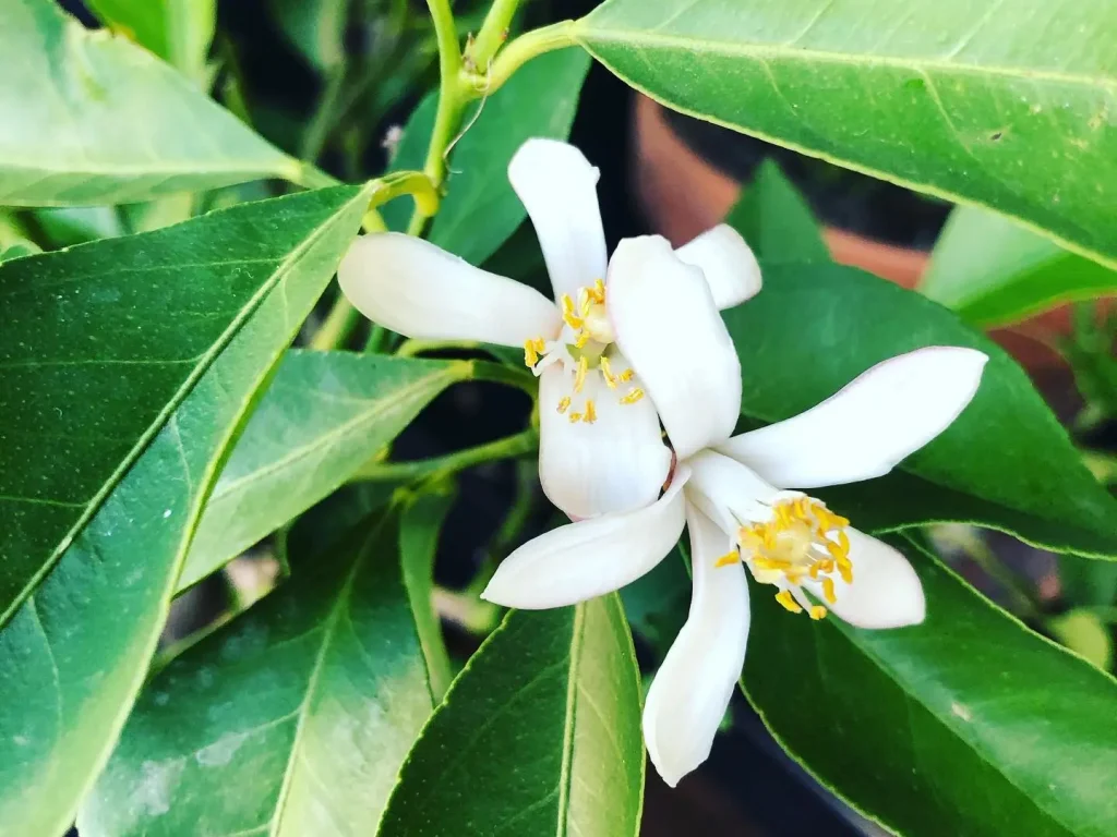 Zitronenbaum Blüte bis zur Frucht - Bestäuben notwendig?