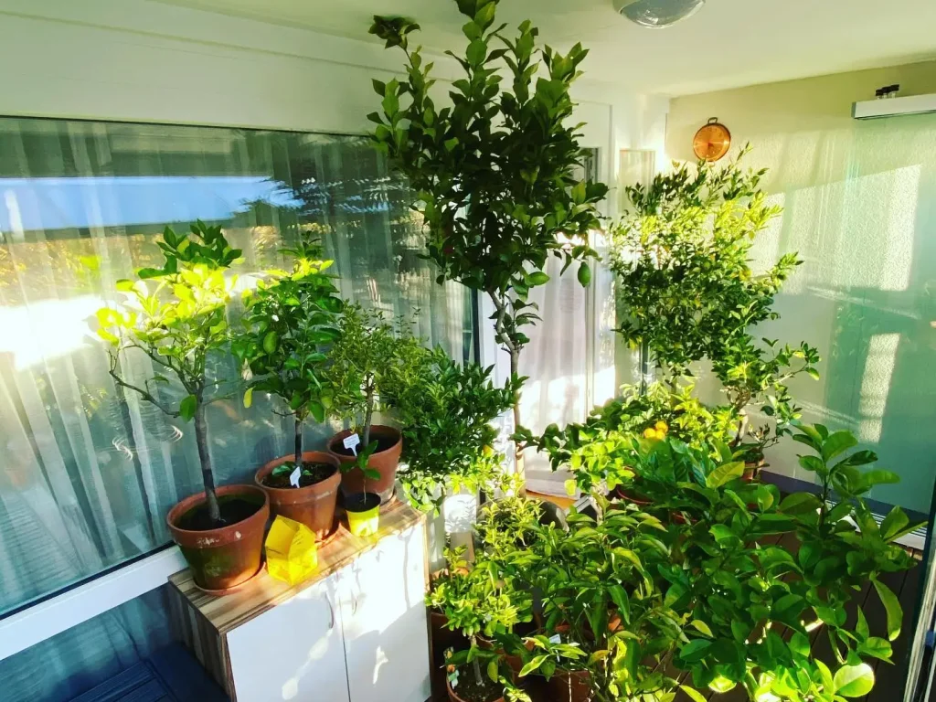 Zitronenbaum überwintern - Garage, Balkon oder Wohnung?