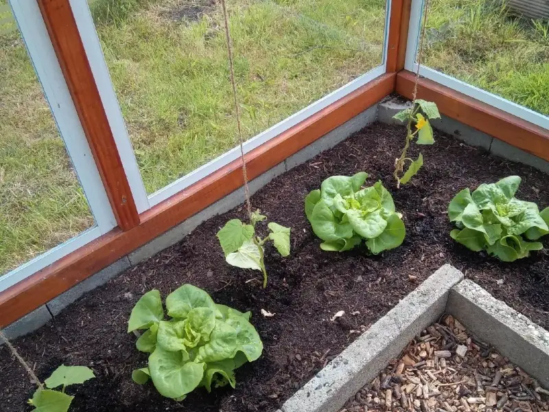 Gurken gute Nachbarn: Wachstumsfördernde Mischkultur