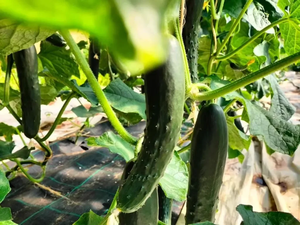 Gurken Düngen + Kaffeesatz, Hausmittel & DIY Dünger